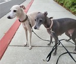 Small Photo #1 Italian Greyhound Puppy For Sale in SAN DIEGO, CA, USA