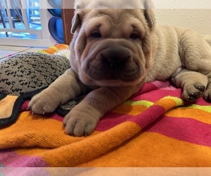 Chinese Shar-Pei Puppy for sale in S ABINGTON TWP, PA, USA