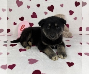 German Shepherd Dog-Miniature American Shepherd Mix Puppy for sale in FRANKLIN, IN, USA