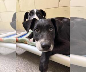 American Pit Bull Terrier-Unknown Mix Dogs for adoption in Woodland, CA, USA