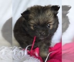 Small #4 Pomeranian
