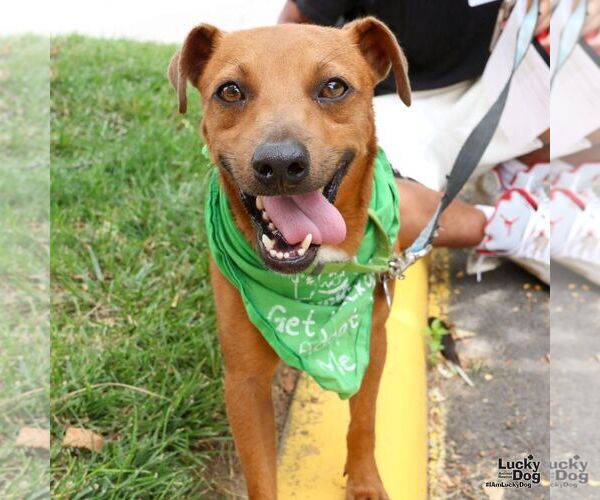 Medium Photo #2 Chihuahua-Unknown Mix Puppy For Sale in Washington, DC, USA