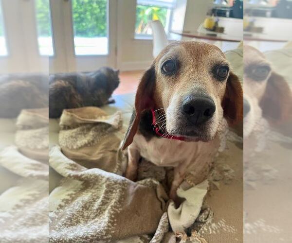Medium Photo #5 Beagle Puppy For Sale in Dunnellon, FL, USA