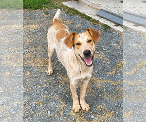 Mutt Dogs for adoption in Garden City, NY, USA