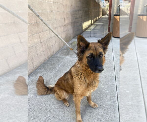 Medium Photo #2 Australian Shepherd Puppy For Sale in Salinas, CA, USA