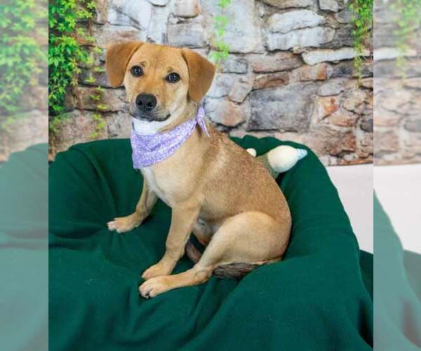 Medium Photo #12 Mutt Puppy For Sale in Kennesaw, GA, USA