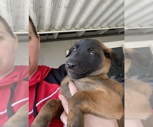 Medium Photo #8 Belgian Malinois Puppy For Sale in IMPERIAL BEACH, CA, USA