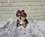 Small #2 Yorkshire Terrier