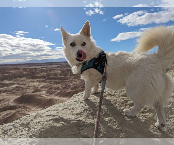 Medium Photo #3 Shiba Inu-Unknown Mix Puppy For Sale in Agoura Hills, CA, USA