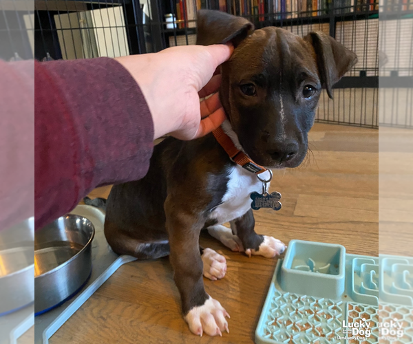 Medium Photo #12 Labrador Retriever-Unknown Mix Puppy For Sale in Washington, DC, USA