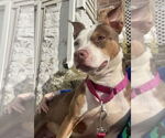 Small #9 American Pit Bull Terrier Mix