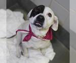 Small American Staffordshire Terrier-Pointer Mix
