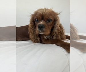 Mother of the Cavalier King Charles Spaniel puppies born on 06/03/2025