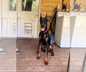 Doberman Pinscher Puppy for sale in AUSTIN, TX, USA