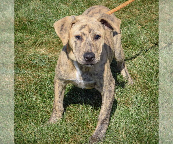 Medium Photo #2 American Staffordshire Terrier-Mastiff Mix Puppy For Sale in Huntley, IL, USA