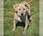 Small #1 American Staffordshire Terrier-Mastiff Mix