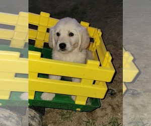Golden Retriever Puppy for Sale in GOWANDA, New York USA