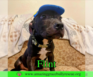 American Bulldog-Unknown Mix Dogs for adoption in Pensacola, FL, USA