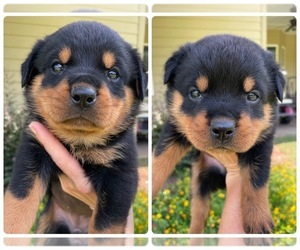Rottweiler Puppy for sale in DOZIER, AL, USA