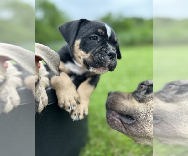 Medium Photo #7 American Bully Puppy For Sale in PLAINFIELD, CT, USA