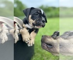 Small Photo #7 American Bully Puppy For Sale in PLAINFIELD, CT, USA