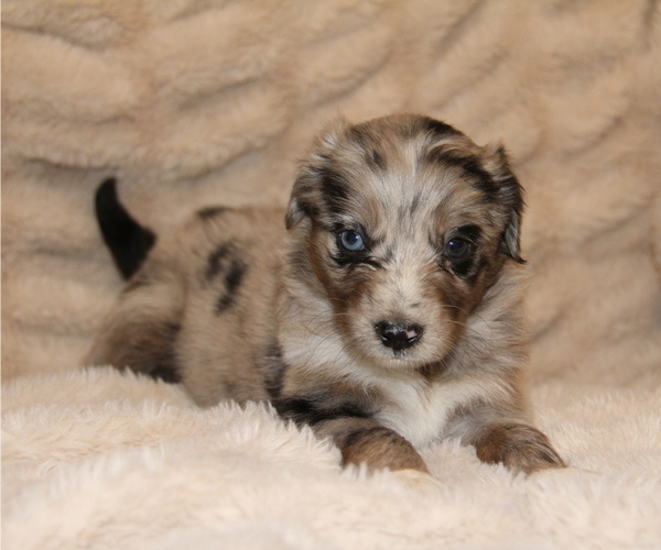Medium Photo #15 Australian Retriever Puppy For Sale in STEWART, MS, USA