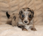Small #14 Australian Retriever