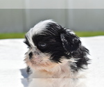 Small #1 Shih Tzu