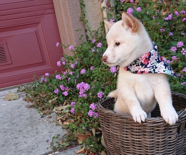 Medium Photo #7 Shiba Inu Puppy For Sale in DALY CITY, CA, USA