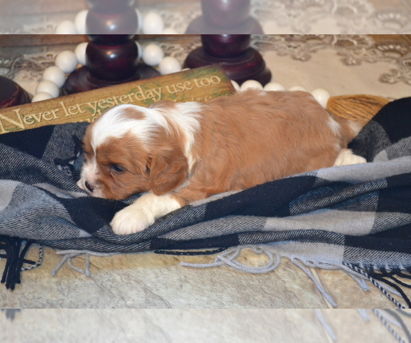 Medium Photo #18 Cavapoo (Miniature) Puppy For Sale in GREENWOOD, WI, USA