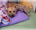 Small #15 American Pit Bull Terrier Mix