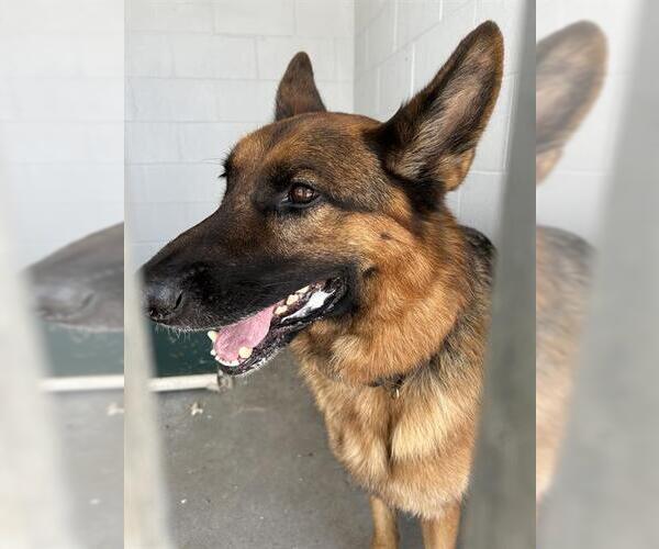 Medium Photo #1 German Shepherd Dog Puppy For Sale in Rosenberg, TX, USA