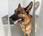 Small German Shepherd Dog