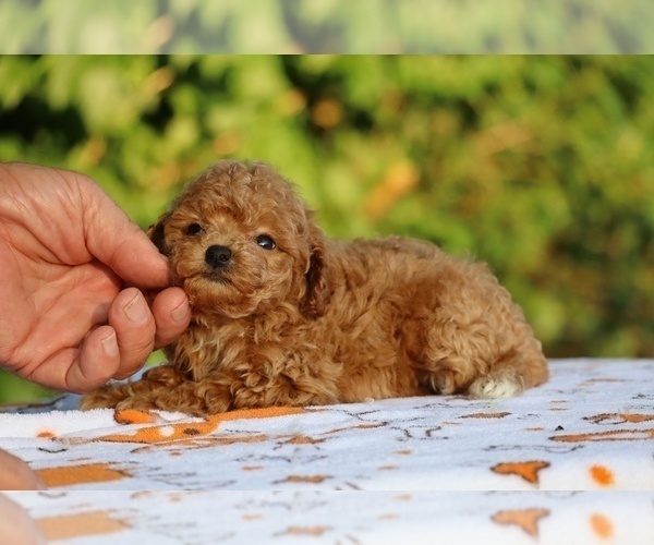 Medium Photo #15 Poodle (Toy) Puppy For Sale in DYERSBURG, TN, USA