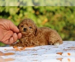 Small #14 Poodle (Toy)