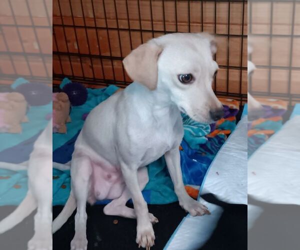 Medium Photo #2 Chiweenie Puppy For Sale in San Bernardino, CA, USA