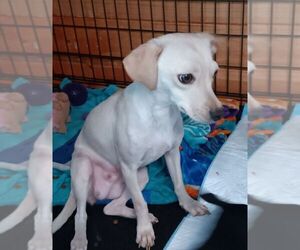 Diamond - Female Chiweenie Dog for Adoption - Photo #2