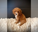 Small #2 Poodle (Miniature)