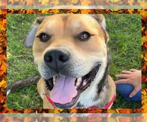 German Shepherd Dog Dogs for adoption in Ojai, CA, USA