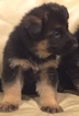 Small Photo #1 German Shepherd Dog Puppy For Sale in AUBURN, WA, USA