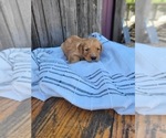 Small Photo #13 Golden Retriever Puppy For Sale in GRIDLEY, KS, USA