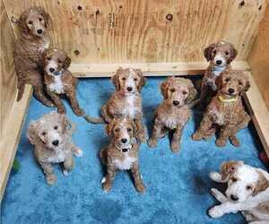 Goldendoodle Litter for sale in COLLINSVILLE, IL, USA