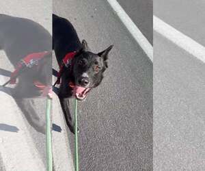 Moby - Male Mutt Dog for Adoption - Photo #5