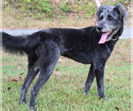 Small #5 Bearded Collie Mix
