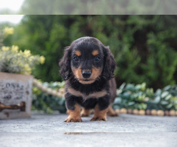 Medium Photo #3 Dachshund Puppy For Sale in GOSHEN, IN, USA