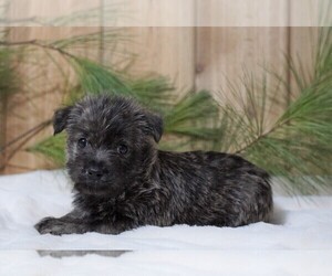Cairn Terrier Puppy for sale in FREDERICKSBG, OH, USA
