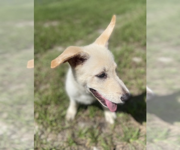 Medium Photo #10 German Shepherd Dog Puppy For Sale in ALACHUA, FL, USA