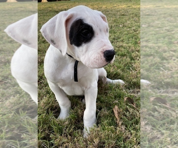 Medium Photo #1 Dogo Argentino Puppy For Sale in SAN ANTONIO, TX, USA