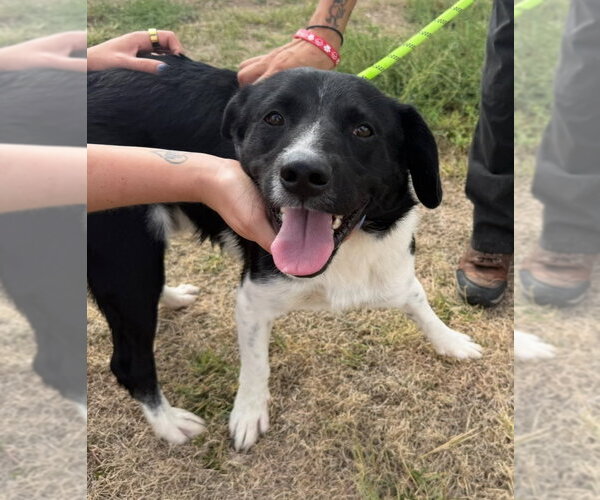 Medium Photo #3 Border Collie-Unknown Mix Puppy For Sale in Grafton, WI, USA