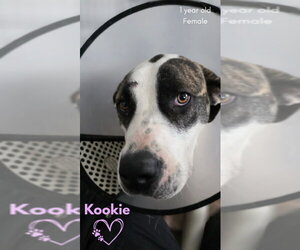 Kookie (Starla) - Female Boxer-Unknown Mix Dog for Adoption - Photo #8